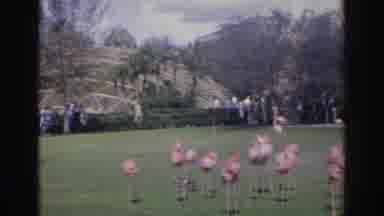 Norfolk Virginia (1966): Flamingos At The Zoo