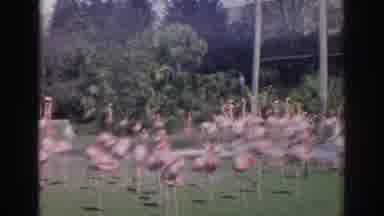 Norfolk Virginia (1966): Flamingo Pink Florida Vacation Destination Exotic Zoo