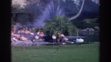 Norfolk Virginia (1966): Old Man Posing For Picture At Flamingo Area Of Zoo