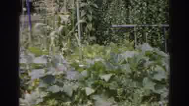 Norfolk Virginia (1966): Garden Showing Green Vegetables Short White Lattice In