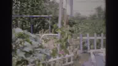 Norfolk Virginia (1966): Overgrown And Dilapidated Garden With Broken Fencing