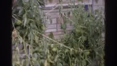 Norfolk Virginia (1966): Elderly Woman Picks Ripe Fruits From The Garden