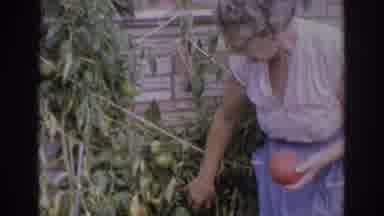 NORFOLK VIRGINIA-1966: Grandma Harvests Tomatoes In Garden
