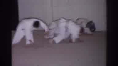 San Gabriel California (1966): Martial Arts Class Preforming Rolling Flips In A