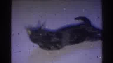 Los Angeles California (1967): Black Cat Plays With Small Tan Object On White
