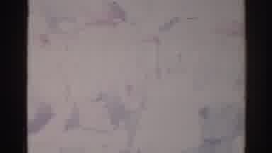 Los Angeles California (1967): Blurry Large Group Of People Walking And Holding A