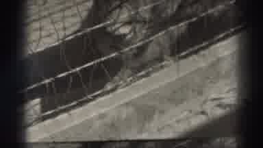 El Monte California (1937): A Bored Lion Inside A Cage