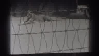 El Monte California (1937): Two Lions Playing Down Inside Shier Cage Probably