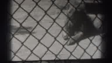 El Monte California (1937): View Through Chain Link Fenced Enclosure At Animal