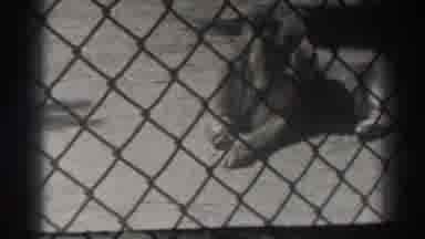 El Monte California (1937): Vintage Camera Black And White Photo Of Lion In Zoo