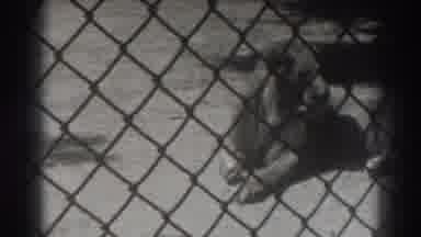 El Monte California (1937): Lion Roaming In Zoo Enclosure Lionesses Walk Around