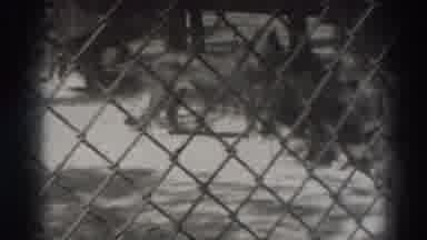 El Monte California (1937): Black And White Footage Of Tigers Walking In An