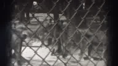 El Monte California (1937): Pride Of Lions Standing Behind Chain Link Fence On A