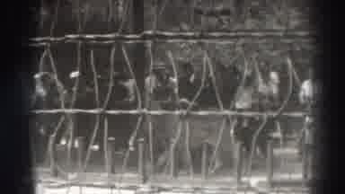 El Monte California (1937): Lion Sleeping And Walking With People Watching Behind