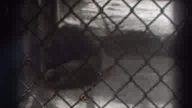 El Monte California (1937): Images Of A Lion In His Cage At A Zoo