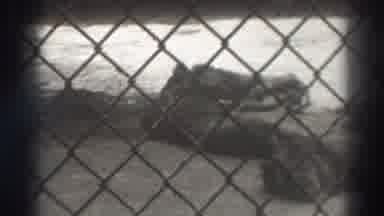 El Monte California (1937): Lions Laying Out In The Sun At The Local Zoo