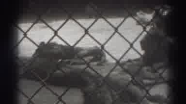El Monte California (1937): Images Of Lion Resting In Its Cage At A Zoo