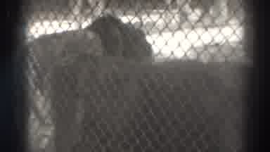 El Monte California (1937): A Pair Of Lions Resting Behind Chain Link Fence On A