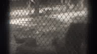 El Monte California (1937): Lions Walking In Cage