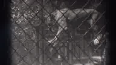 El Monte California (1937): Lion Walking On A Rope Being Followed By A Trainer In