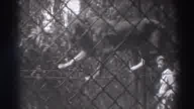 El Monte California (1937): Lion Being Forced To Balanced On Two Wires As A Human