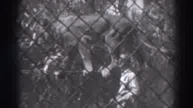 El Monte California (1937): Lion Seen Through Fence Slowly Walks Tightrope