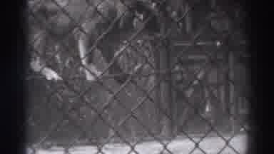 El Monte California (1937): A Jungle Cat Being Much More Dexterous Than I Ever Was