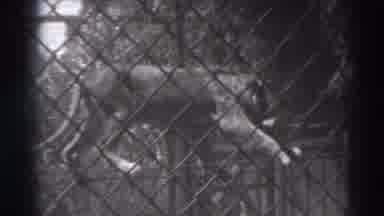 El Monte California (1937): Lion Behind Fence Carefully Walks On Ropes With Bone
