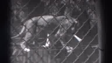 El Monte California (1937): A Tiger Is Crossing A High Top Cable Which Looks Very