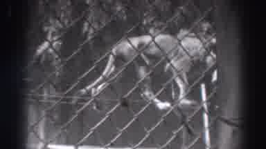 El Monte California (1937): Two Lions Behind A Fence One Walking Atop A Structure