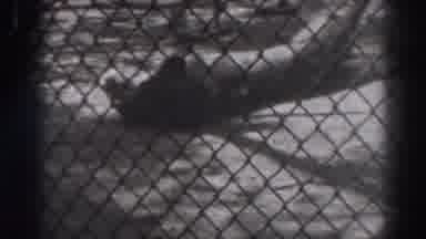 El Monte California (1937): Lion Lying Down Trainer Pulls Lion Tail To Get Cat To