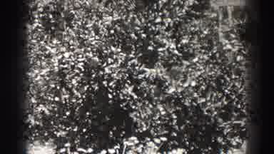 Long Beach California (1937): Vintage Low Frame Per Second Video Of Bush Waving In