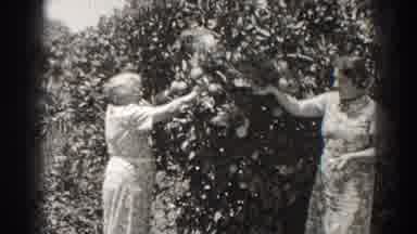 Long Beach California (1937): Two Women Picking Fruit From A Tree