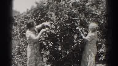 Long Beach California (1937): Two Older Women Picking For Fruit From A Bush