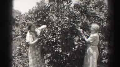 Long Beach California (1937): Old Time Tree Pruning