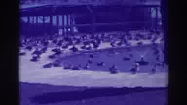 Oakland California (1937): Artificial Lake With Lots Of Ducks Bathing And Around