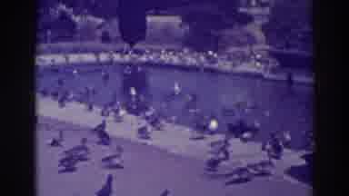 Oakland California (1937): Large Group Of Ducks Gathers By Pond On A Sunny Day