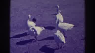 Oakland California (1937): Person Feeds Small Flock Of Birds On A Sunny Day