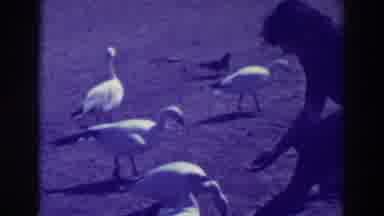 Oakland California (1937): Person Feeds Small Flock Of White Birds On A Sunny Day
