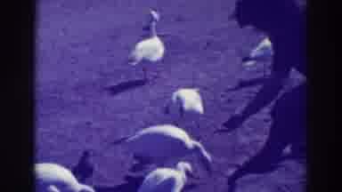 Oakland California (1937): Geese And Ducks Hand Fed By Woman In Vintage Footage