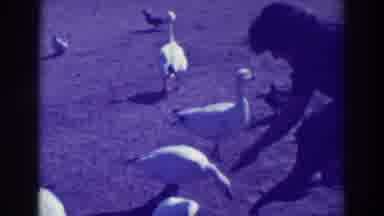 Oakland California (1937): Hats A Park Where Has A Lot Of Gooses In There And Has