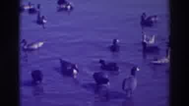 Oakland California (1937): Geese Swimming In Pond