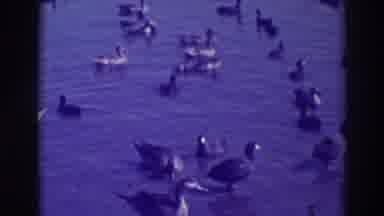 Oakland California (1937): Ducks On Water And Land