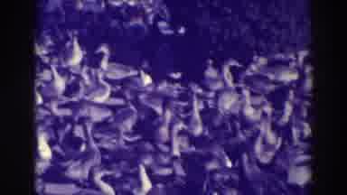Oakland California (1937): Man Throwing Food For A Huge Gathering Of Ducks Walking