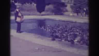 Oakland California (1937): Ducks Are Swimming In A Pond And Coming To Eat Given A