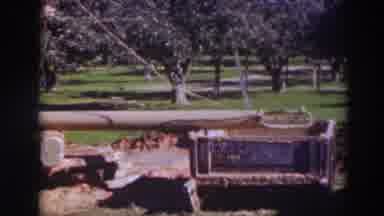 Sacramento California (1937): Person In A Park Trying To Tie A Rope In Some Kind