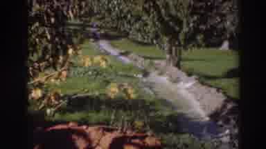 Sacramento California (1937): View Of Green Trees And Grey Path Through Grass On A