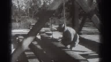 Sacramento California (1937): A Man Working On A Wooden Structure And Looking At