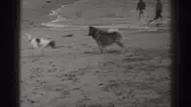 Santa Cruz California (1937): Two Dogs Play On Beach With Ocean Waves Crashing