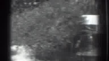 Vacaville California (1937): The Woman Feeding Her Dog In A Ranch